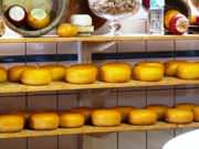 Edam cheese on an Edam cheese farm