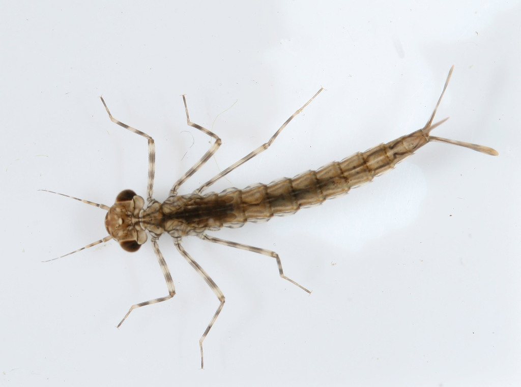 Damselfly Larvae