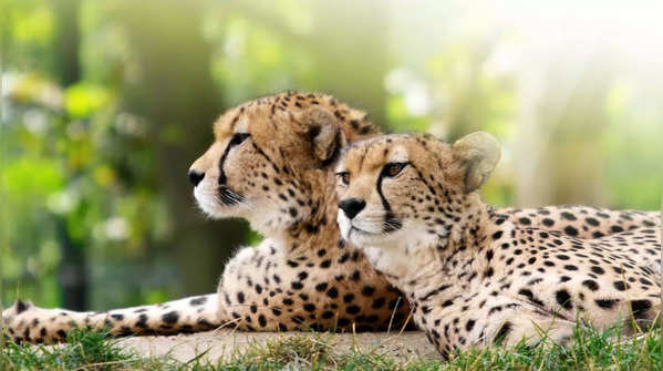 Impressive varieties of Cheetahs around the world