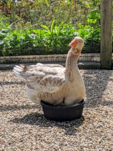 This Toulouse, however, wants to dip his feet and legs in the water bowl too.