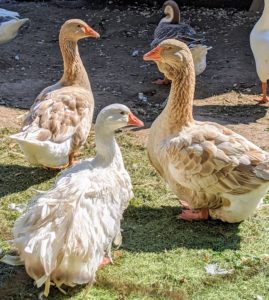 The two buff-brown geese are Toulouse geese. On this breed, the bill is stout, the head large and broad, and the moderately long neck is thick and nearly straight. Often suspended from the lower bill and upper neck is a heavy, folded dewlap that increases in size and fullness with age. The body is long, broad and deep, ending in a well-spread tail that points up slightly. They have a rounded breast, and often exhibit a wide keel. The abdomen is double-lobed and often brushes the ground, particularly in females during the early spring.