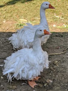 Both males and females have pure white feathers that contrast with their bright blue eyes and orange bills and feet.