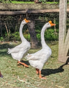 Last week, I got this pair of Chinese geese from Snug Harbor Farm in Kennebunk, Maine. These geese most likely descended from the swan goose in Asia, though over time developed different physical characteristics, such as longer necks and more compact bodies.