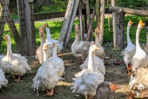 All my geese live with the chickens in a large yard next to my vegetable garden.