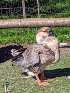 The plumage is a combination of browns, buffs, grays and white. A dark brown stripe runs over the crown of the head and down the back of the neck. On mature birds, a narrow band of whitish feathers separates the satin-black bill and knob from the brown head.