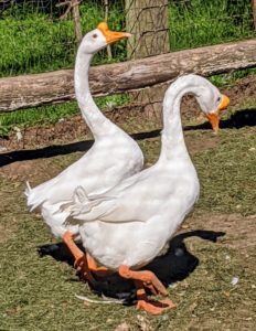 The Chinese goose is refined and curvaceous. Its bill is relatively long and slender, with a large, rounded, erect knob that attaches to its forehead. The Chinese goose holds its head high. Its head flows seamlessly into a long, slim, well-arched neck which meets the body at about a 45 degree angle. Its body is short, and has a prominent and well-rounded chest, smooth breast and no keel. Mature ganders average 12 pounds, while mature geese average 10 pounds.