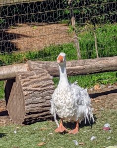 Sebastopol geese have large, rounded heads, prominent eyes, slightly arched necks, and keelless breasts. And what is most striking is their plumage. The plumage of the head and upper two-thirds of the neck is smooth, while that of the breast and underbody is elongated and well-curled.