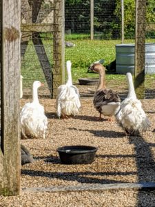 These geese are good runners. Here they are going across their enclosure to their pool. My gaggle of geese is fun, friendly, personable and protective. I know my new Chinese Geese will thrive here at Cantitoe Corners.