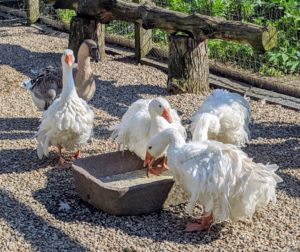 Here are four Sebastopols snacking on cracked corn. Because their feathers lay loosely, Sebastopols cannot fly well, but they will still flutter their wings.