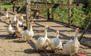 Geese are very good to have around the coop. Thanks to their honks, geese make excellent guardians for my chickens. They can scare off any animals that would otherwise bother the hens, and they are known to be great at spotting aerial predators, such as hawks and falcons. Here they come - eager to see who is entering their enclosure.