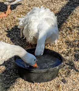 All geese love water bowls where they can dip their full bills to clean their noses and beaks.