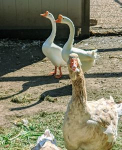 Here is one of the Toulouse geese stopping for a photo as the Chinese geese walk across the yard.