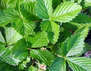 Strawberry is an herbaceous perennial. The plant has a short stem and trifoliate leaves which form a crown close to the ground.