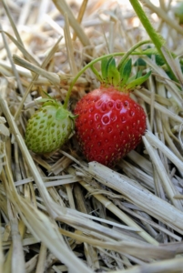 These fruits are growing in my vegetable greenhouse. Strawberry is a member of the Rosaceae family and goes by the scientific name of Fragaria x ananassa. Strawberries are native to temperature regions all around the world; however, it was the union of two species native to the Americas that developed into the garden strawberry. Here, one can see a an unripe and a rip fruit. Strawberry fruit ripen from the tip towards the leafy stem end.