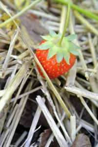 Strawberries do not continue to ripen after picking, so it's good to harvest strawberries without any white or yellow spots. They should also be firm and not soft because those are overripe. And do you know... strawberries have more vitamin-C than oranges? One may think that an orange has the most vitamin-C, but one large sweet red strawberry contains 10.5 mg of vitamin-C, compared to 70 mg of vitamin-C in a medium-sized orange.