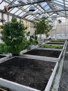 I am so pleased with this greenhouse. The structure uses minimal artificial heat, where many cold hardy crops, such as root vegetables and brassicas, can be grown and harvested through the winter months. Above, I installed grow lights specially designed to substitute natural sunlight, stimulating photosynthesis, and provide the right color spectrum for thriving plants. I am looking forward to a winter filled with bountiful harvests.