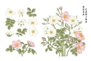 Vintage rosa canina flower drawings decorative set vector