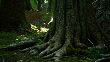 Roots of an old tree overgrown with moss video