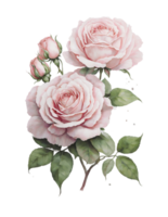 Watercolor pink rose png