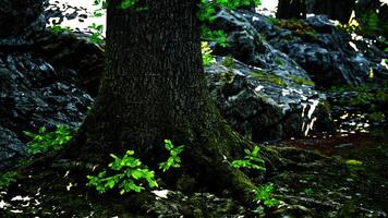 A majestic tree standing tall in the heart of a lush forest video