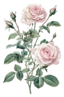 Pink roses with delicate buds and green leaves isolated on transparent background png