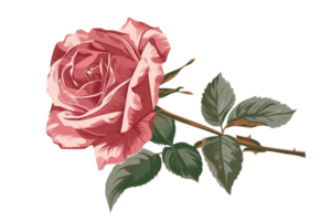 A rose is depicted in a drawing, with its stem and leaves visible. The rose is pink in color, and it is the main focus of the image. The drawing has a vintage feel to it png