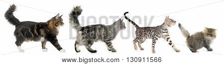 four walking cats in front of white background