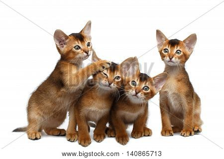 Four Cute Abyssinian Kitten Sitting and Curious Looking in Camera on Isolated White Background, Front view, Playful cat family