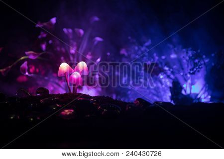 Three Fantasy Glowing Mushrooms In Mystery Dark Forest Close-up. Beautiful Macro Shot Of Magic Mushr