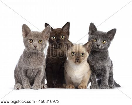 Row Of 4 Burmese Cat Kittens In Different Colors, Sitting Beside Each Other. All Looking Towards Cam