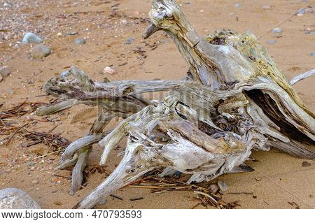 The Root Of The Tree Was Washed Away During A Storm In The Baltic Sea. Sea Sand With A Tree Root And