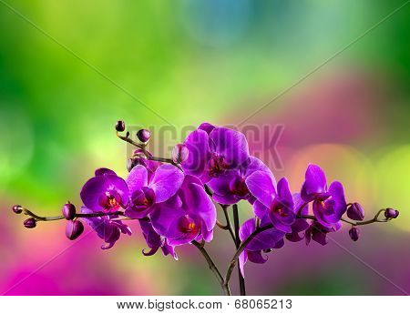 Fuchsia Orchid Flower On Blur Background