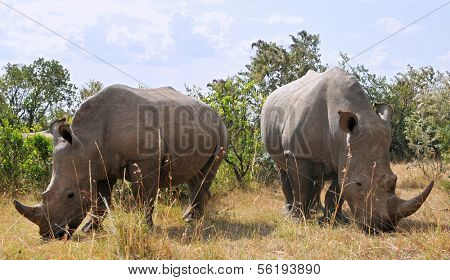 African black rhinoceroses (Diceros bicornis minor) on the Masai Mara National Reserve safari in southwestern Kenya.