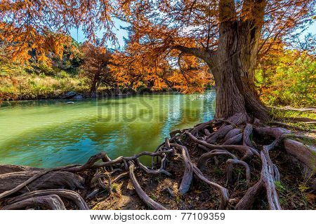 Brilliant Fall Foliage on the Guadalupe River in Texas with Gnarly Roots