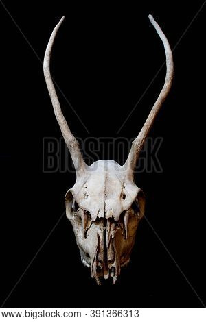 Close Up Of An Animal Skull On Plain Background Horror Halloween