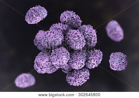 Spores Of Stachybotrys Chartarum Mould, A Toxic Mould, A Common Fungi Found In Indoor Air And Causin