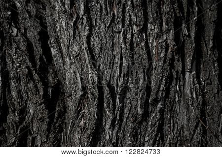 Old Rough Wood Texture. Wooden Texture. Wooden Background. Tree Texture. Tree Background. Crack Tree