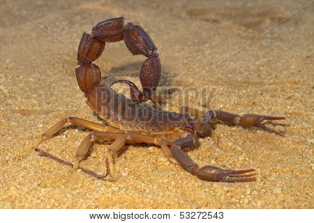 Aggressive scorpion (Parabuthus spp.), Kalahari desert, South Africa