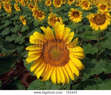 Sunflower Crop In West Texas