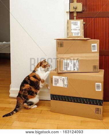 PARIS FRANCE - SEP 4 2016: Curious cat inspecting multiple Amazon Prime boxes delivered by courier and left by the door by Hermes delivery courier