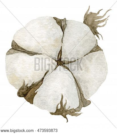 Ball Of Cotton Flower. Watercolor Hand Drawn Illustration Of Soft Dry Plant On Isolated Background. 