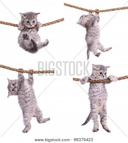 Kittens With Rope