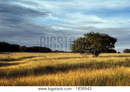 Paths Through The Field