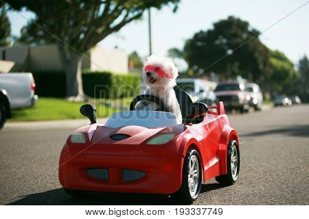 Happy Dog in car. Bichon Frise Dog wears Hot Pink Goggles and enjoys a ride in a pedal car. Fifi the Bichon Frise, takes her Red Hot Rod Pedal Car out for a ride. Dogs love car rides.  
