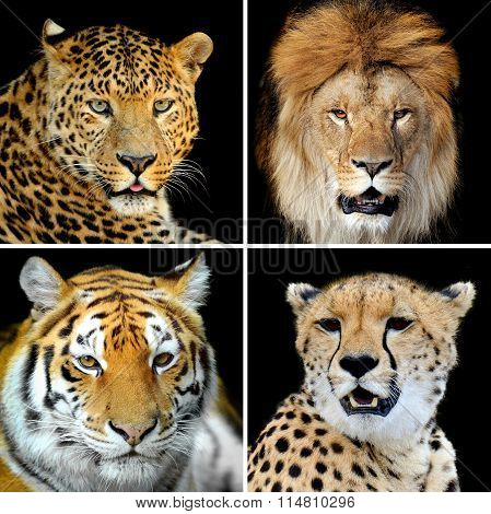 Four Big Wild Cats