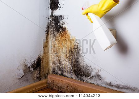 Black mold in the corner of room wall