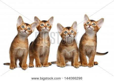 Group of Abyssinian Kitten Sitting and Looks in Camera on Isolated White Background, Raising up Head, four Funny Family cat, Curious face