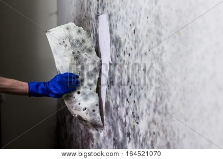 Removing mould from the wall in the house. Hand in blue glove tears off wallpapers damaged by fungus