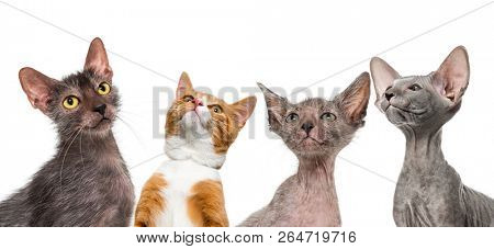 Ginger mixed-breed cat, Lykoi cat, Kitten Lykoi cat and Peterbald kitten, in front of white background