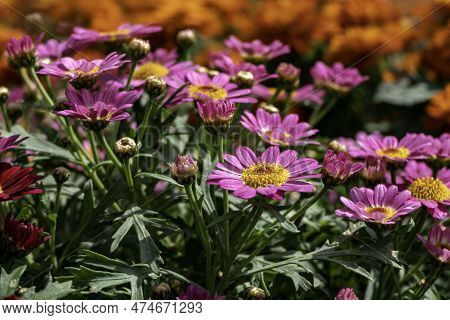 Flowers Of Pink Garden African Daisies Close-up On A Blurred Background.